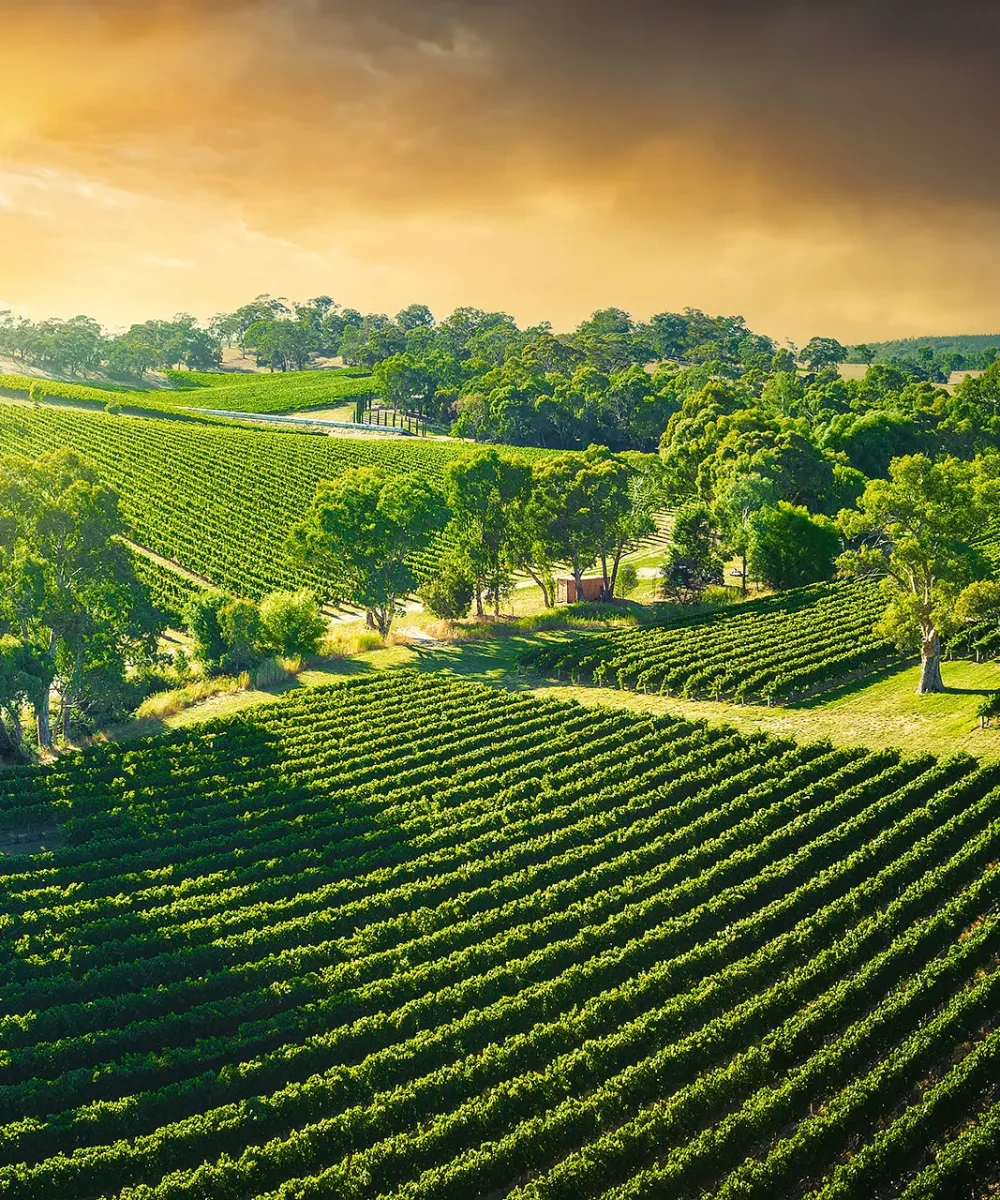 Winery Tour Brisbane Limo Hire